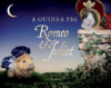 A_guinea_pig_Romeo___Juliet