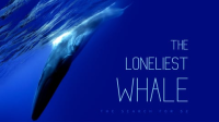 The_Loneliest_Whale