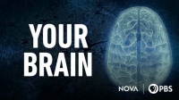 Your_Brain_