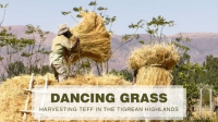 Dancing_Grass__Harvesting_Teff_in_the_Tigrean_Highlands