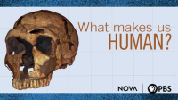 NOVA__scienceNOW_What_Makes_Us_Human_