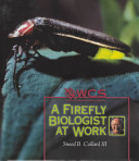 A_firefly_biologist_at_work